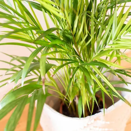 Ferreiros By Heart Of * Funchal (Madeira)